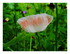 Gentil coquelicot, nouveau.