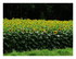 Tournesols !