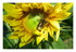Tournesols !
