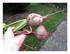 Oh et dans le jardin...