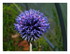 Chardon bleu