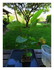 Un petit tour dans le jardin !