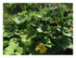 Un petit tour dans le jardin !