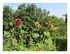 Un petit tour dans le jardin !