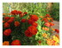Un petit tour dans le jardin !