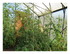 Un petit tour dans le jardin !