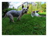 Mes z'animaux !