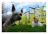 Mes z'animaux !