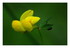 Fleurs ...