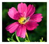 Bergeronnette grise et cosmos!