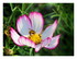 Bergeronnette grise et cosmos!