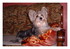Photos souvenir de Miss Gaufre