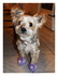 Photos souvenir de Miss Gaufre