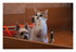 Photos souvenir de Miss Gaufre
