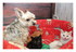 Photos souvenir de Miss Gaufre
