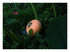 Mes tomates.