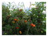 Mes tomates.