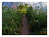 Mes tomates.