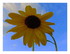 Mes tournesols