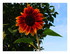 Mes tournesols