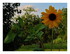 Mes tournesols