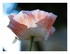 Mes fleurs.