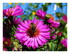 Mes fleurs.