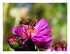 Mes fleurs.