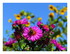 Mes fleurs.