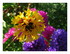 Mes fleurs.