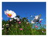 Mes fleurs.