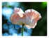 Mes fleurs.