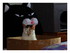 Les chattes!