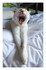 C'est dimanche !