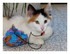 Skadi le chaton !