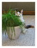 Skadi le chaton !