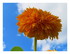 Tournesol nain nounours.