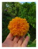 Tournesol nain nounours.