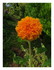 Tournesol nain nounours.