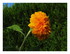 Tournesol nain nounours.