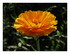 Mes calendulas