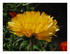 Mes calendulas