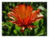 Mes calendulas