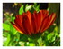 Mes calendulas