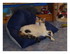 vie de chat !