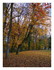 L'automne!
