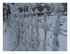 La neige !
