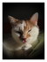 Chat baille !