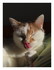 Chat baille !
