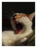 Chat baille !